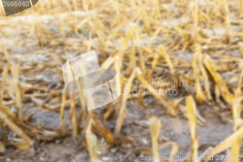 Image of harvesting corn, defocus