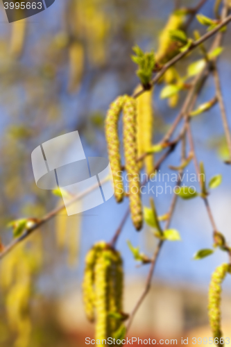 Image of trees in the spring