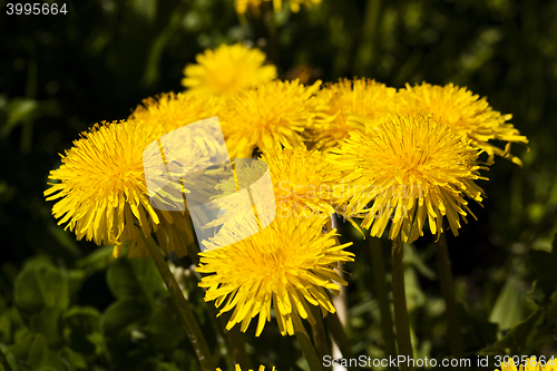 Image of yellow dandelions , close up