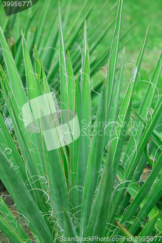 Image of Close-up of green plant