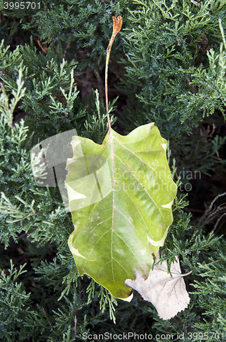 Image of Green and dry leaves