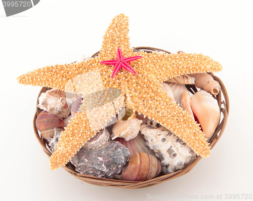 Image of Starfish on seashells