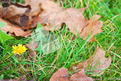 Image of Dandelion in leaves and grass