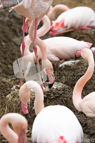 Image of nesting Rose Flamingo with eng in nest