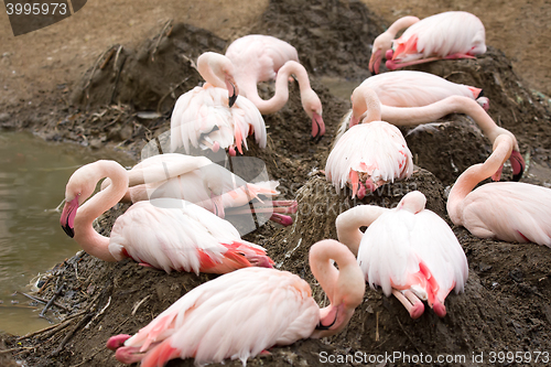 Image of nesting Rose Flamingo with eng in nest