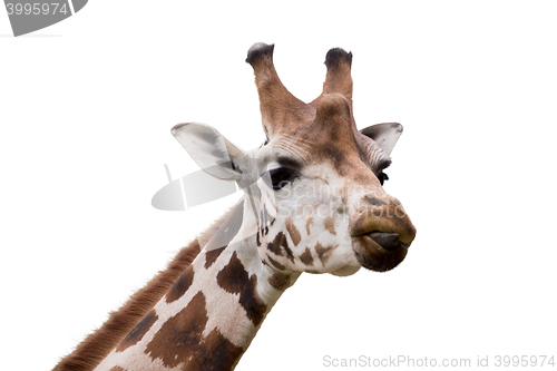 Image of young cute giraffe