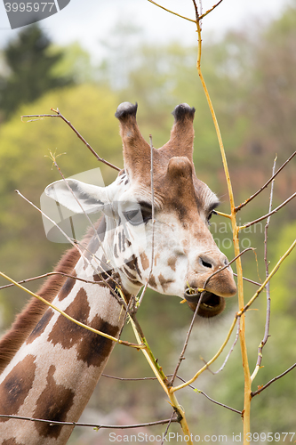 Image of young cute giraffe grazing