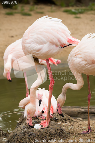 Image of nesting Rose Flamingo with eng in nest