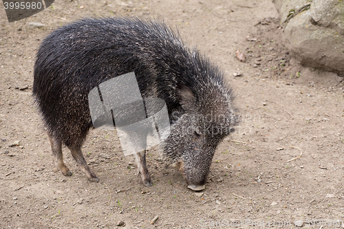 Image of the male Chacoan peccary, Catagonus wagneri