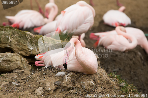 Image of nesting Rose Flamingo with eng in nest
