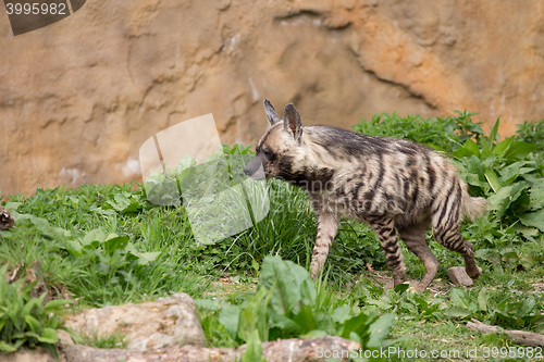 Image of Striped hyena (Hyaena hyaena)