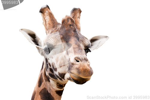 Image of young cute giraffe