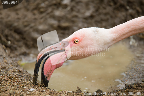 Image of Rose Flamingo