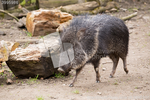 Image of the male Chacoan peccary, Catagonus wagneri