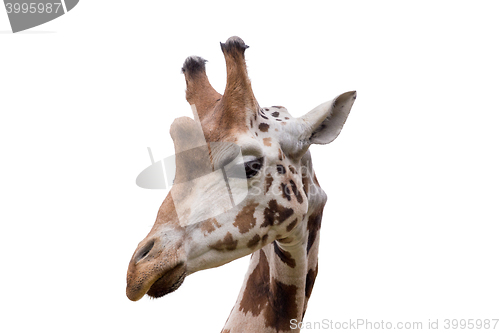 Image of young cute giraffe