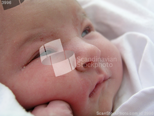 Image of Newborn portrait