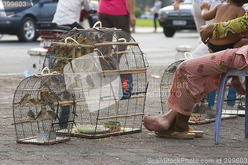 Image of Birds for sale