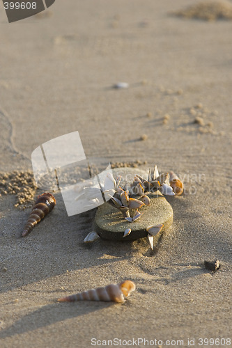 Image of Abandoned flip-flop