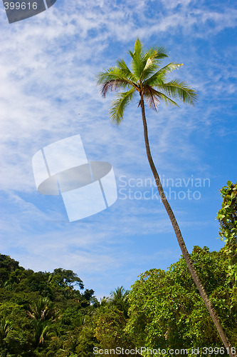 Image of Palm Tree at the Beach