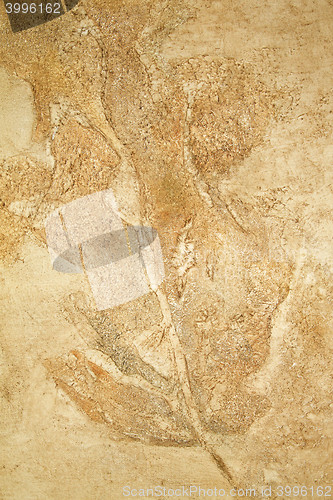 Image of Cliff leaf sediment close-up