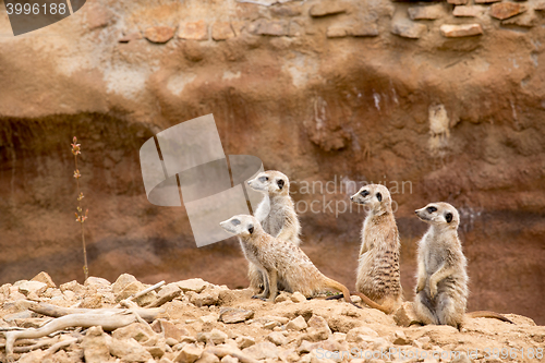 Image of family of meerkat or suricate