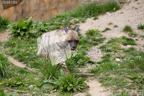 Image of Striped hyena (Hyaena hyaena)