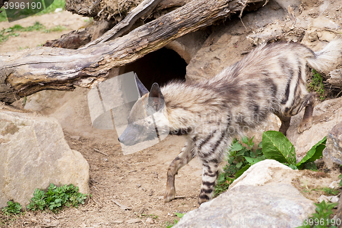 Image of Striped hyena (Hyaena hyaena)