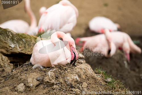 Image of nesting Rose Flamingo with eng in nest