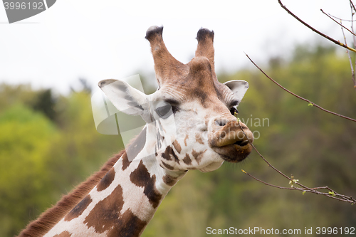Image of young cute giraffe grazing