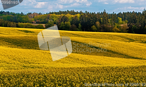 Image of Beautiful rape field summer rural landscape