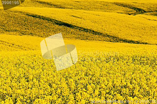 Image of Beautiful rape field summer rural landscape