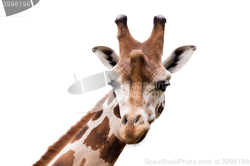 Image of young cute giraffe