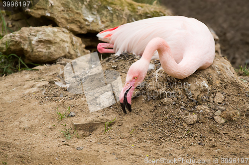 Image of nesting Rose Flamingo with eng in nest