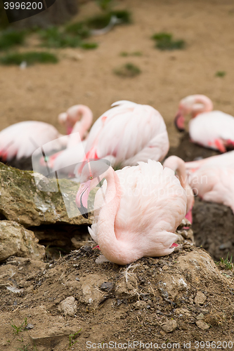 Image of nesting Rose Flamingo with eng in nest