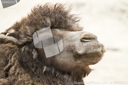 Image of Camel