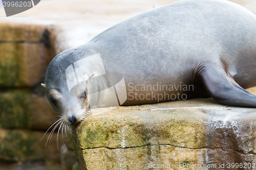 Image of Pinniped- seal 