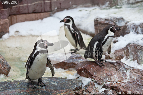 Image of Penguins ,Sphenisciformes