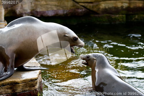 Image of Pinniped- seal 