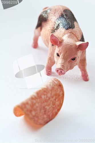 Image of Miniature Pig with a slice of saussage