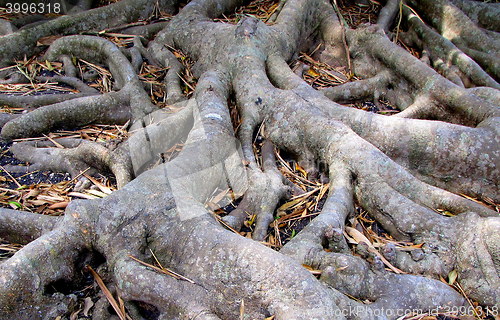 Image of Tree roots branching out.