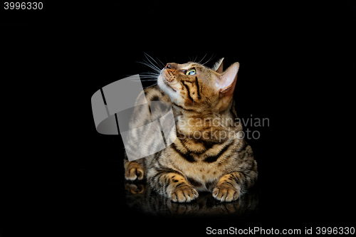 Image of Beautiful bengal cat