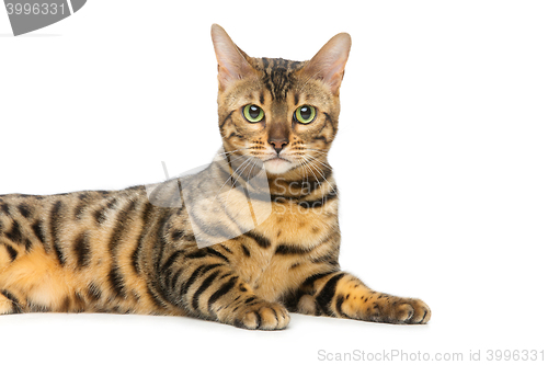 Image of Beautiful bengal cat