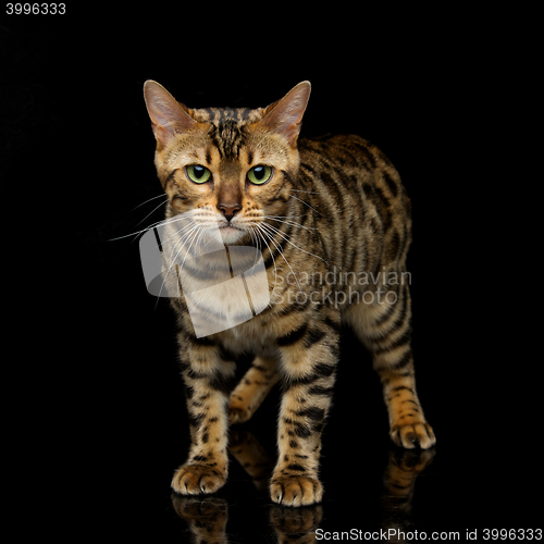 Image of Beautiful bengal cat