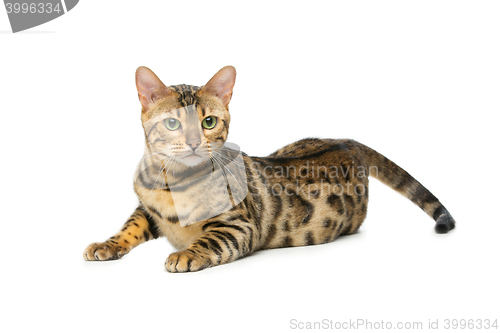 Image of Beautiful bengal cat