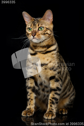 Image of Beautiful bengal cat