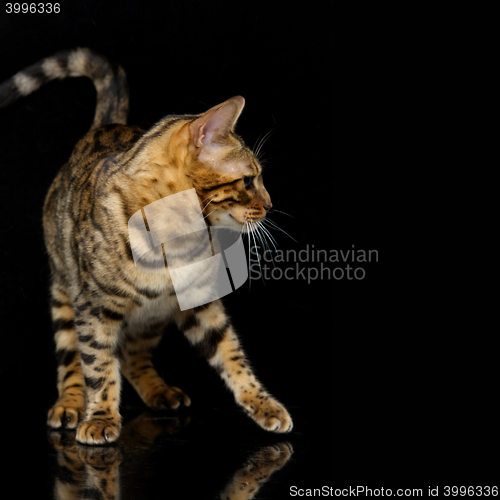 Image of Beautiful bengal cat