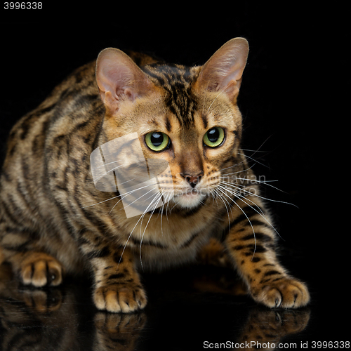 Image of Beautiful bengal cat