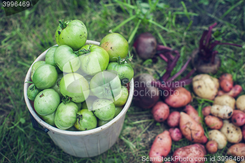 Image of Harvest of fresh vegetables