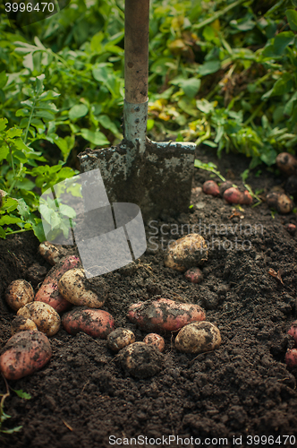Image of Fresh harvesting potatoes