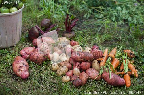 Image of Harvest of fresh vegetables